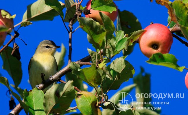 Яркая окраска плодов привлекают птиц, способных повредить спелые яблоки