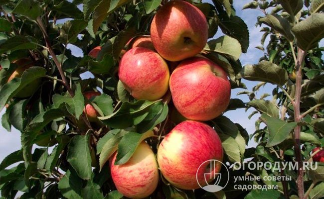 На фото яблоня «Останкино» – один из первых и наиболее популярных колонновидных сортов отечественной селекции