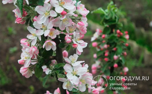 Соцветия состоят из крупных цветков с бело-розовыми лепестками