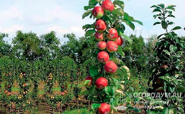 Стандартная плотность посадки яблонь колонновидного типа в коммерческих садах составляет 20 тысяч деревьев на 1 гектар площади