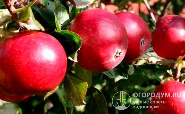 Плоды сорта «Красное раннее» небольшие по размерам, но отличаются высокими вкусовыми характеристиками и красивым внешним видом