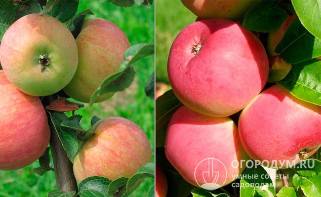На фото – яблони «Весна» (слева) и «Мельба» (справа), использованные в качестве родительских форм при выведении сорта