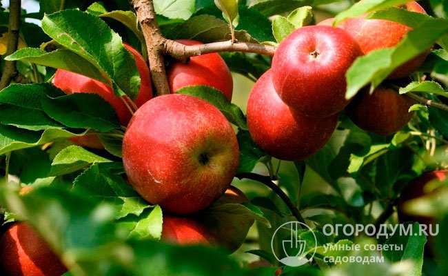 Яблоки созревают неодновременно, поэтому урожай собирают в несколько этапов, выборочно и аккуратно