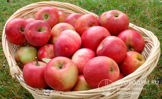Плоды яблони «Красное раннее» некрупные, округлой формы. На их кожице хорошо заметен рисунок из светлых удлиненных пятен и широких сливающихся полос