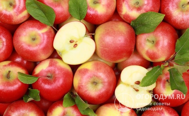 Летние яблоки не предназначены для длительного хранения, их нужно съесть или переработать в течение месяца
