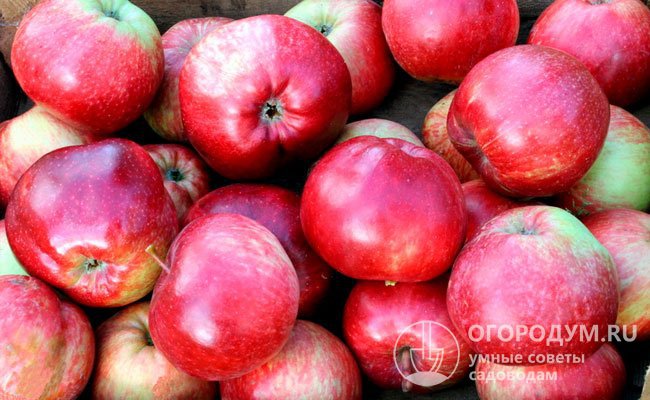 Яблоки созревают дружно в конце сентября – первой декаде октября и хорошо хранятся до января