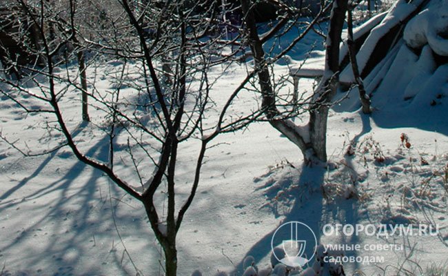 Морозостойкость сорта яблони «Легенда» позволяет обходиться без укрытия на зиму в сложных климатических условиях центральных областей России