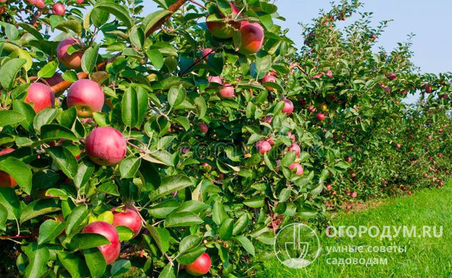 Благодаря усилиям членов семьи фермера яблони удалось размножить с помощью прививки и начать культивирование в промышленных масштабах
