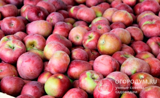 Технической зрелости яблоки достигают во второй – третьей декаде сентября (в условиях Орловской области), потребительские качества максимально раскрываются через 3-4 недели