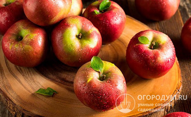 Яблоки сорта «Мекинтош» (на фото) отличаются высокой транспортабельностью и лежкостью (до 5 месяцев), хорошо подходят для переработки и приготовления различных блюд