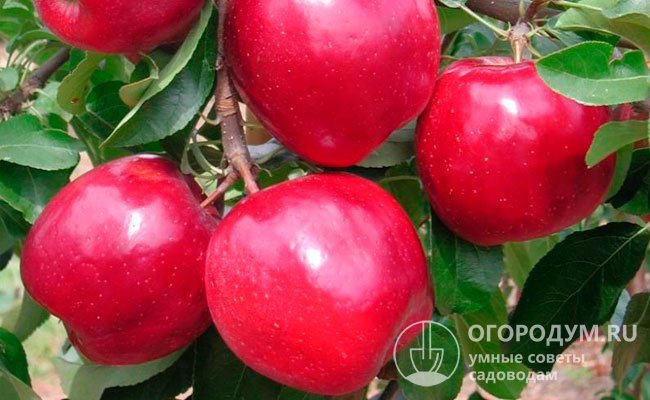 Сорт яблок «Моди» (на фото) считают перспективным для коммерческого плодоводства в южных регионах России