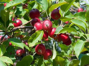 Яблоня «Недзвецкого» – яркое украшение сада