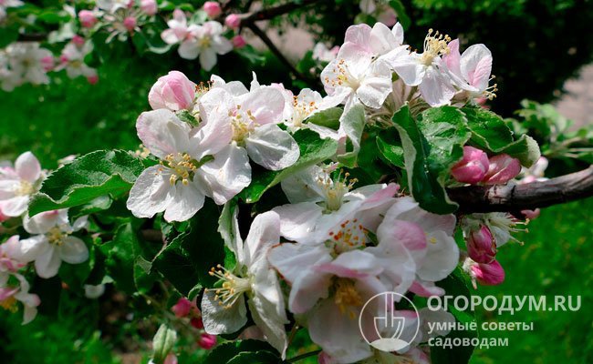 Цветки блюдцевидные, довольно крупные, светло-розового цвета, пятилепестковые, но иногда встречаются цветки с шестью лепестками