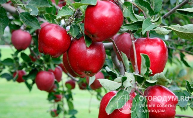 Яблоки сорта «Ред Делишес» (на фото) отличаются интенсивным румянцем, гладкой, плотной кожицей и вытянутой округло-конической формой