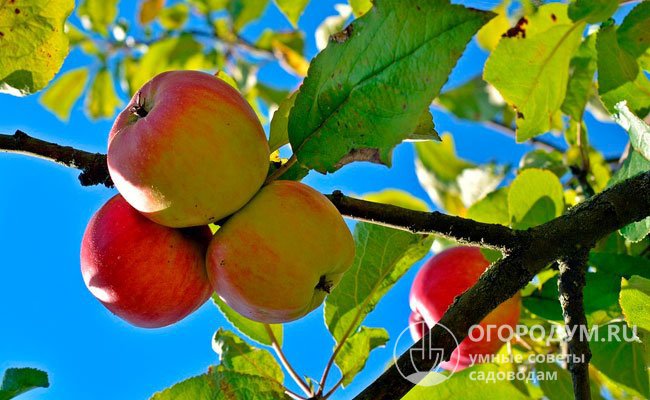 Плоды классического «Делишеса» (на фото) отличаются светло-зеленым основным окрасом и обширным малиновым румянцем с продольными красными штрихами