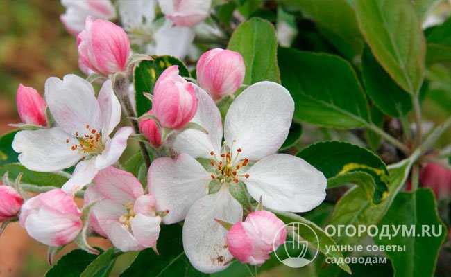 Соцветия состоят из 3-5 крупных пятилепестковых цветков бело-розового окраса, источающих нежный аромат, который привлекает пчел