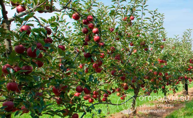 Выращивание яблони на среднерослом подвое (54-118 см) позволяет повысить морозостойкость побегов и получать регулярные обильные урожаи