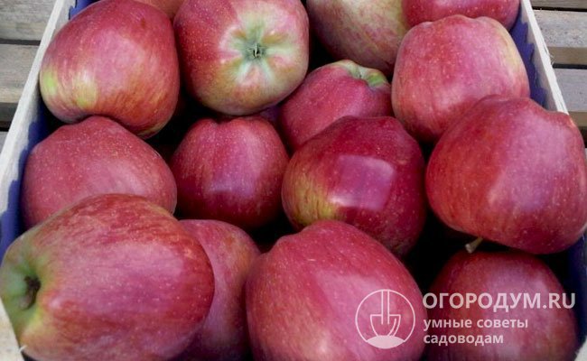 Собранный урожай отлично переносит транспортировку на дальние расстояния, поэтому сорт является одним из лидеров мирового яблочного экспорта