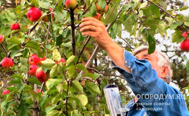 Яблоня «Серебряное Копытце» относится к урожайным, неприхотливым в выращивании сортам, поэтому завоевала сердца многих отечественных дачников