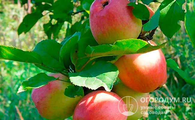 Яблоки «Солнышко» (на фото) округло-продолговатой формы, широкоребристые, крупные, с гладкой кожицей и ярким румянцем