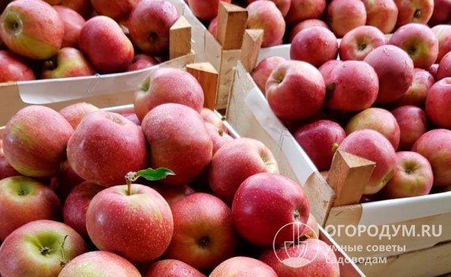 За сезон с одной взрослой яблони можно собрать до 200 кг плодов, средняя урожайность в промышленных садах составляет 107-220 ц/га