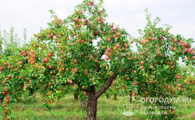 Сорт яблони «Вишневое» (на фото) радует садоводов обильными регулярными урожаями