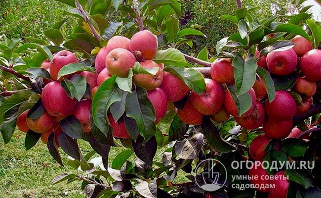 Обильное ежегодное плодоношение – существенное преимущество «Вишневой» яблони