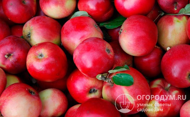 При правильно организованных условиях яблоки сохраняются свежими практически до конца зимы