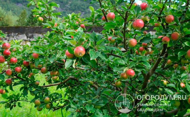 На солнечных участках яблони дают максимально крупные и яркоокрашенные плоды с высокой сахаристостью