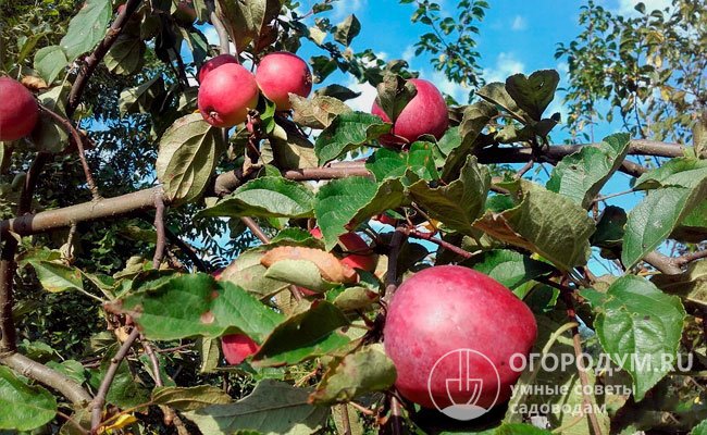 Отличительная особенность сорта яблони «Звездочка» (на фото) – покрытые густым восковым налетом темно-вишневые плоды с широкой ребристостью, очертаниями напоминающей звезду