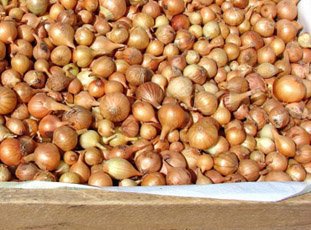 Как хранить лук-севок до посадки