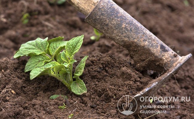 Чтобы повысить урожай картофеля, окучивание рекомендуют проводить после дождя или полива