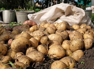 Как получить хороший урожай картофеля на приусадебном участке