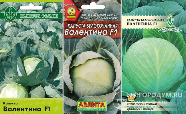 На фото – семена в упаковках различных агрофирм-производителей посадочного материала