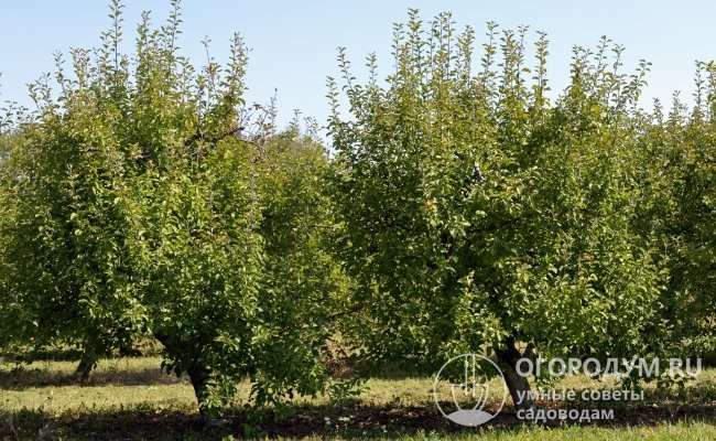 Основным преимуществом карликовых плодовых деревьев можно назвать их компактные габариты