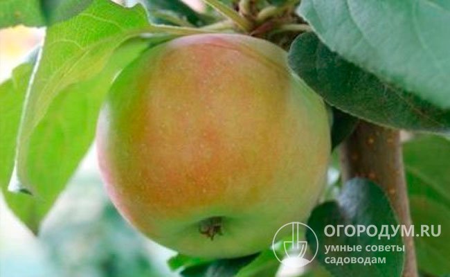 Яблоки сорта «Подснежник» весят в среднем 140-170 г