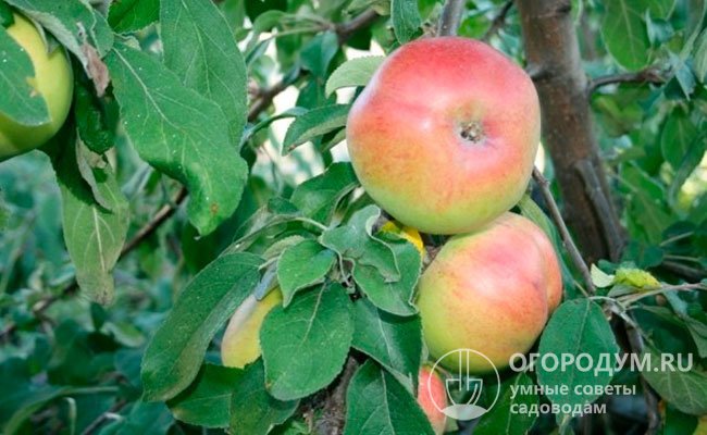 Плоды сорта «Соколовское» обладают высокими товарными и вкусовыми качествами