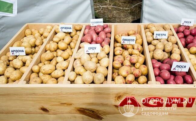 На фото – популярные новинки из ассортимента современных картофельных сортов, выведенных селекционерами компании «Агрико»