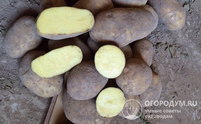 По отзывам, картофель «Бриз» отличается высокой урожайностью и обладает хорошими вкусовыми качествами