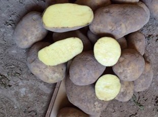 Картофель «Бриз»: описание сорта, фото и отзывы