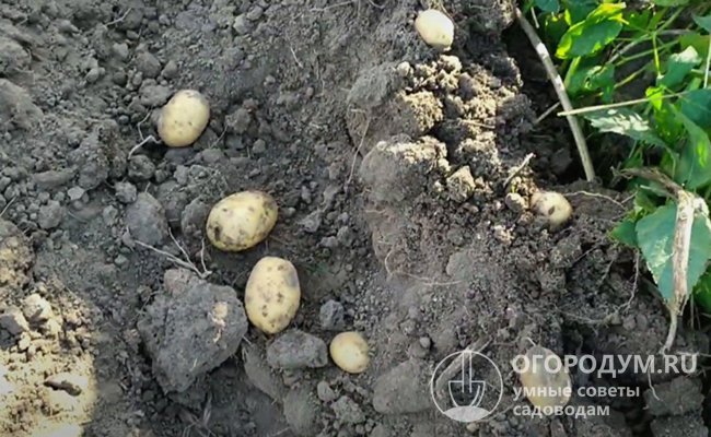 Среднеразваристые клубни имеют универсальное кулинарное назначение, пригодны для производства картофелепродуктов