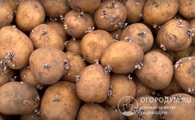 В процессе проращивания на свету картошка зеленеет – в ней накапливается соланин, который способствует повышению устойчивости растений к заболеваниям и вредителям