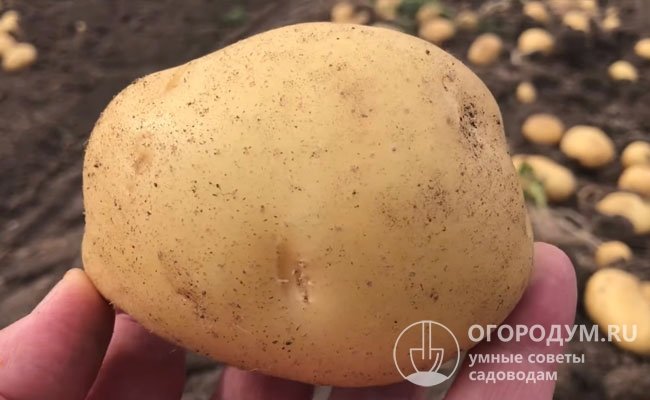 Сорт картофеля Ривьера: растет при любых климатических условиях