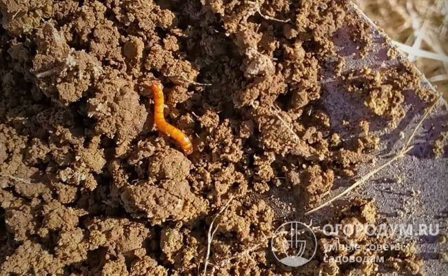 Проволочник способен сохраняться в почве до 5 лет, он отлично перезимовывает, а за сезон самка жука откладывает до 200 яиц