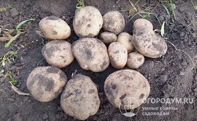 Картошка с синими глазками по-прежнему ценится российскими огородниками за исключительный вкус