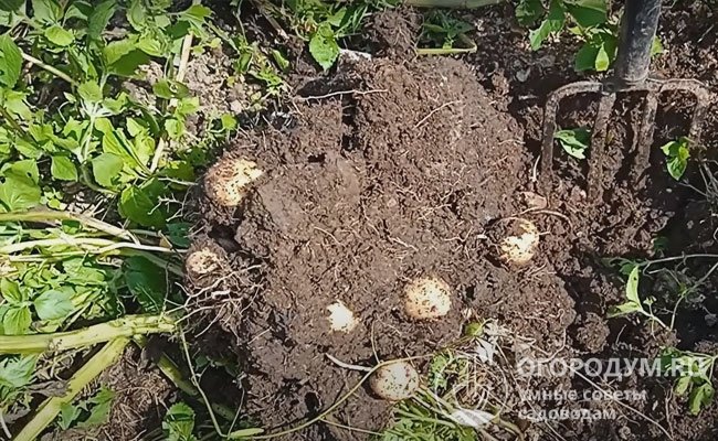 Выкопку молодой картошки начинают примерно через полтора месяца после появления всходов
