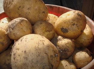Картофель «Винета»: описание сорта, фото и отзывы