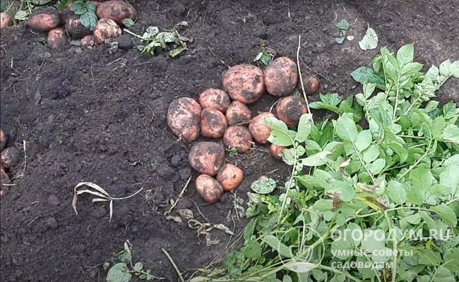 Возможна более ранняя выкопка молодого картофеля до полного сбора урожая