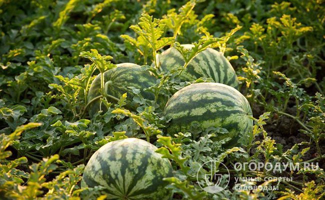 Jak zasadit semena melounu doma?