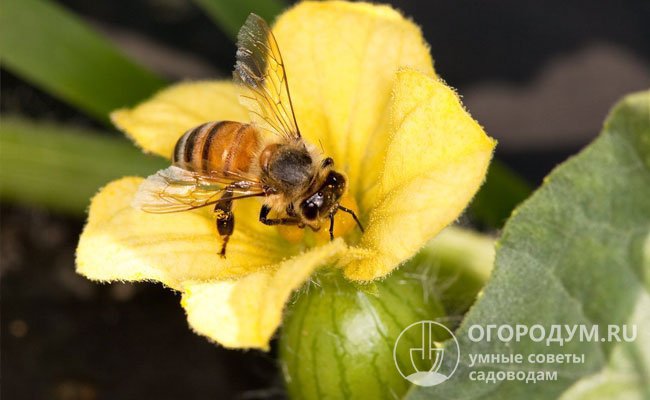 С учетом того, что насекомые-опылители могут переносить пыльцу на расстояние до 20 км, использование «своих» семян, полученных из сортовых плодов, считается нежелательным
